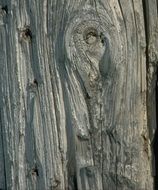 tree wood knot bark timber