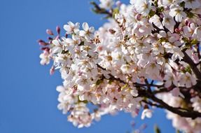 flowering tree in sunny spring day