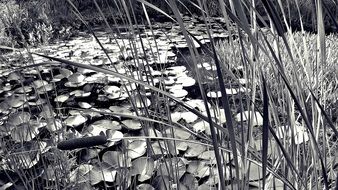 water lilies pond nymphaea reed