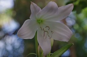 stamens and a white lily bud