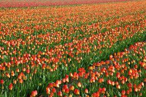 red tulips in the garden in Holland