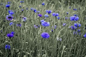 wild meadow with cornflowers