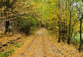 autumn road forest path walking