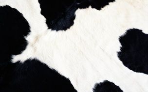 background cow animal fur texture