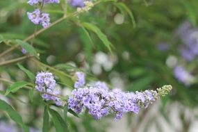 flower closeup purple blossom