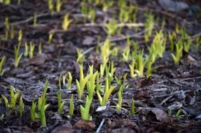 spring plants growth background