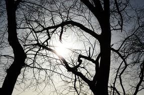 sun beams bursting through crowns of bare trees