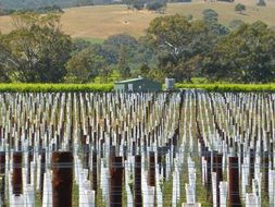 viticulture young vineyard field