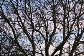 branches air tree background