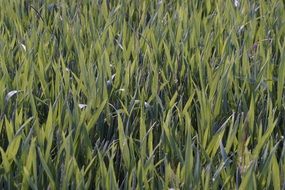 wheat field cultivation