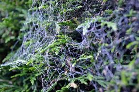web cobweb shrub spider leaves