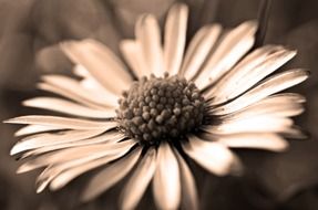 dandelion dandelions sepia fluff