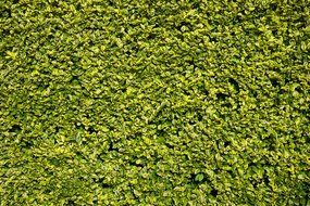 hedge green leaf leaves background
