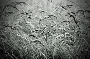 plant macro nature seasons black
