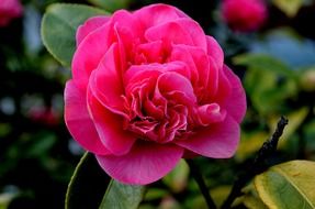 pink wild rose in the garden