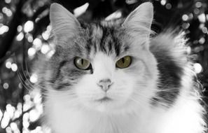 black and white picture of a domestic cat