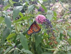 butterfly insect nature summer