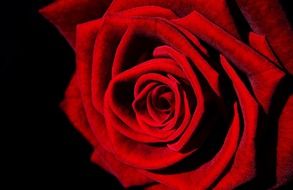 perfect red rose on a black background