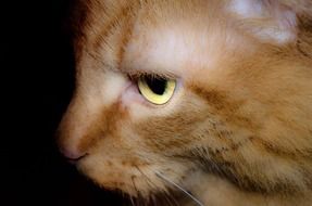 wallpaper with profile portrait of a red cat