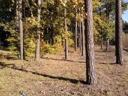 sunny forest in the autumn