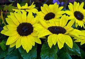 yellow flowers after rain