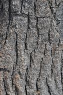tree texture wood