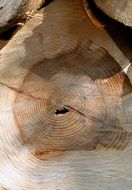 tree trunk in saw cut