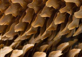 cone nature wood brown macro