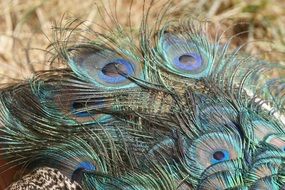 exotic peacock feathers tail