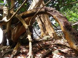 trunks trees roots bark plant