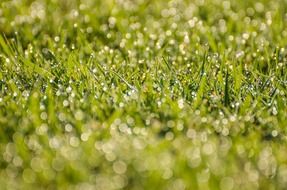 morning dew grass water drops