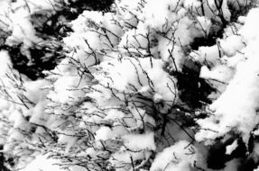 bush snow background black white