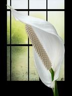 Spathiphyllum on a background of a window