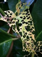 eaten leaf with holes
