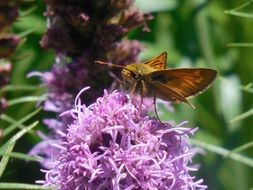 butterfly on a fluffy purple flower