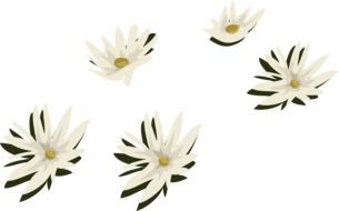 water lilies white flowers aquatic