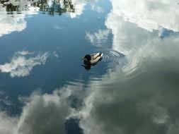 duck heaven reflection water shine