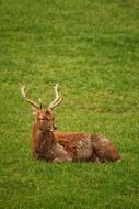 deer in the wild nature