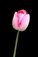 tulip flower red pink bloom