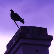 pigeon bird chimney background