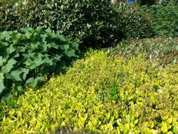 foliage leaves background nature