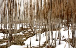 reeds in winter forest