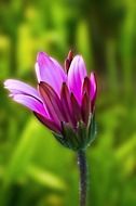 background with purple spring flower