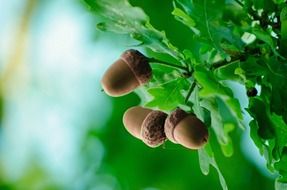 acorn autumn autumnal background