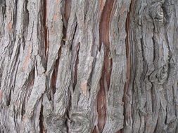 cedar tree bark trunk