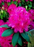 magenta fluffy summer flowers