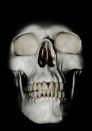 medical skull
