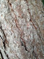 tree bark nature wood