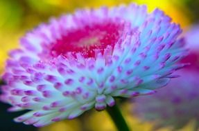 closeup of a fluffy garden flower