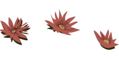 pink flowers water lilies lily